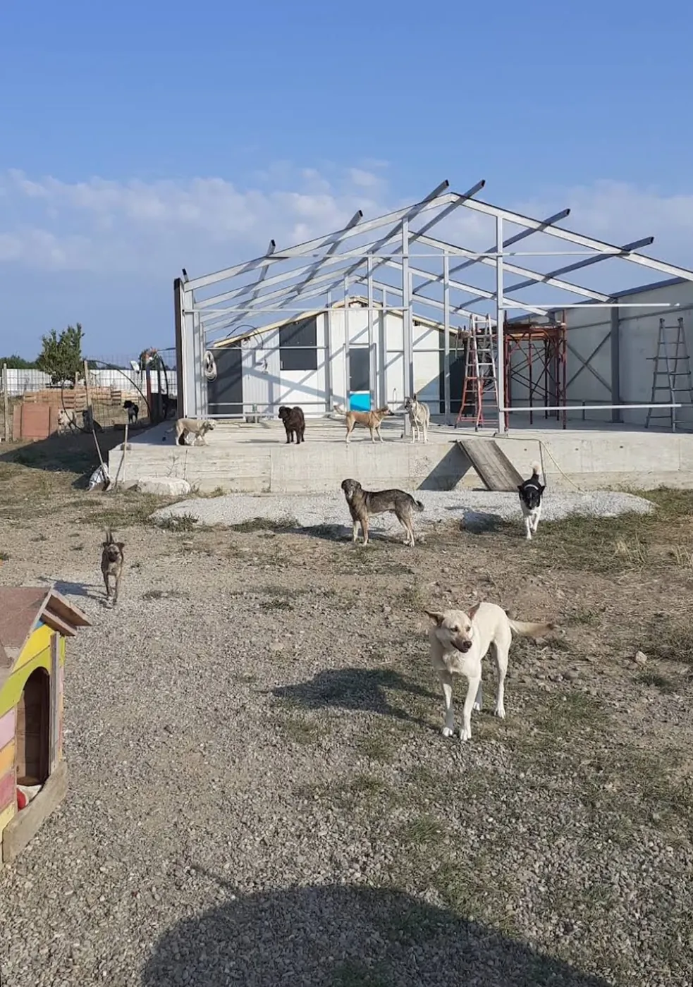 Dogs on the gravel in front of the steel frame.