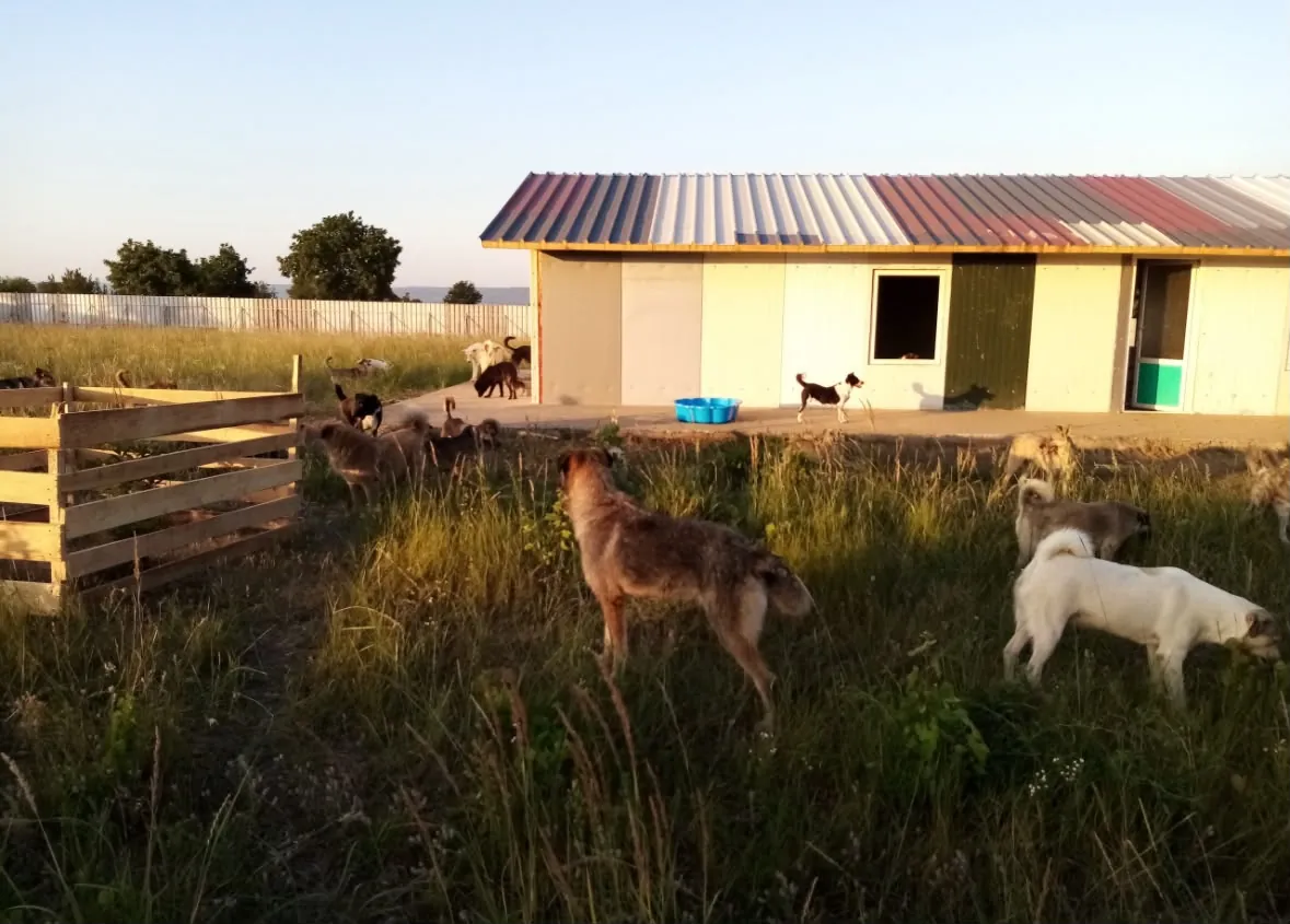 Dogs in the tall grass in the evening light, the building behind them.