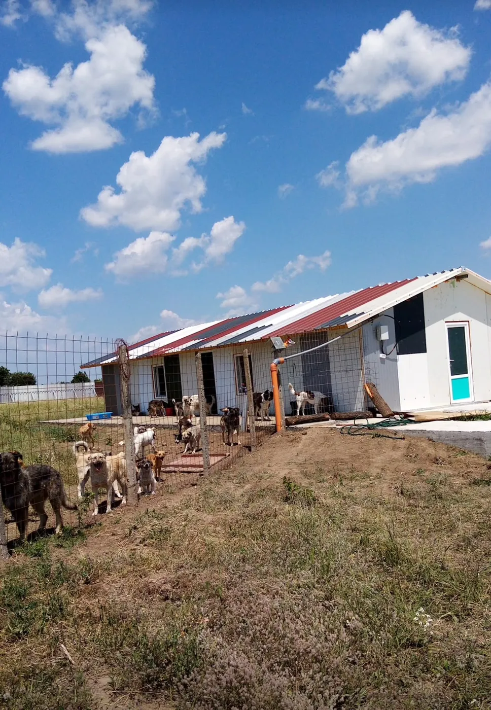 The building with its red roof edge under white clouds, dogs in the grass.