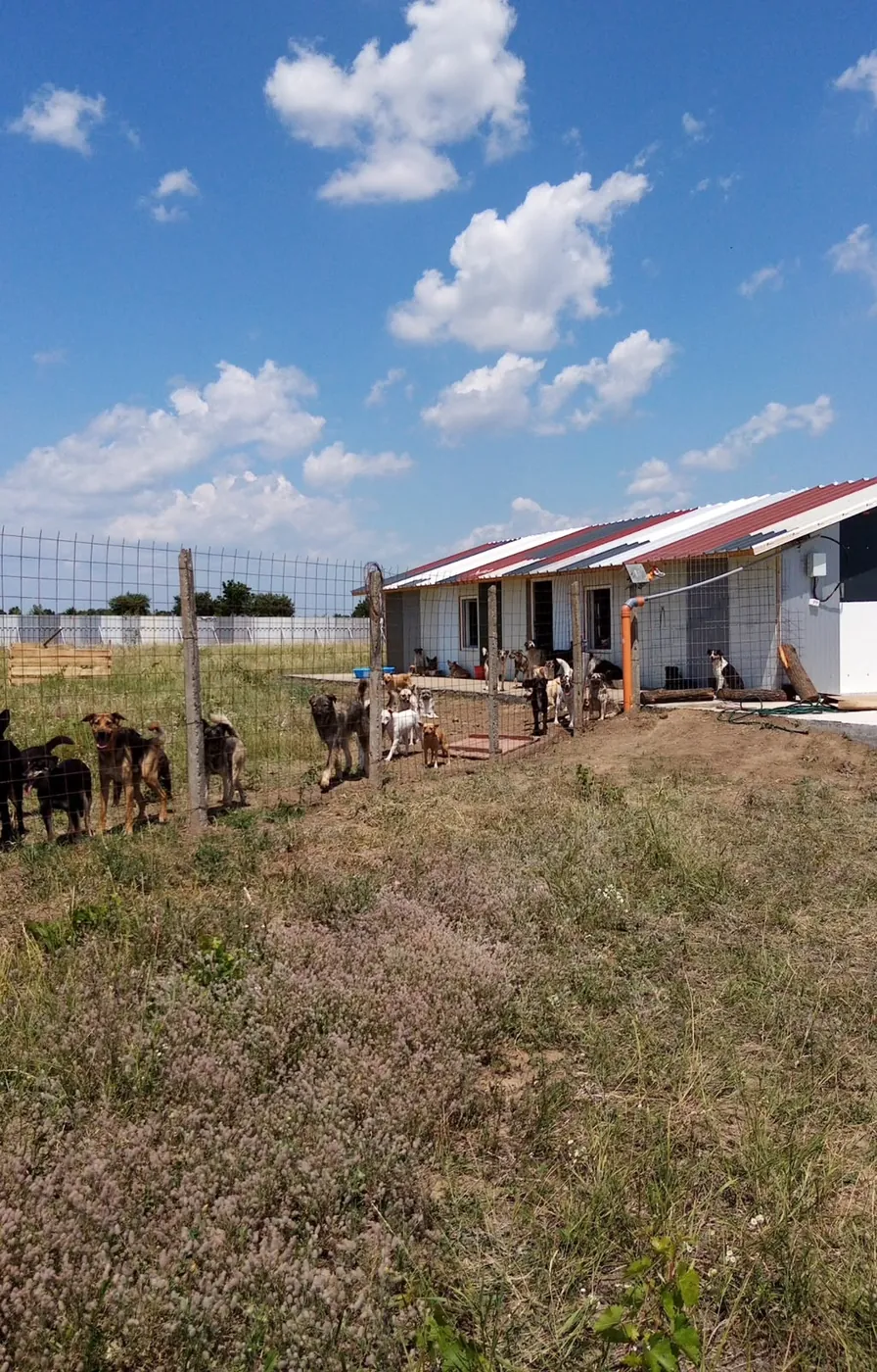 Dogs gathered in front of the building with the red roof edge.