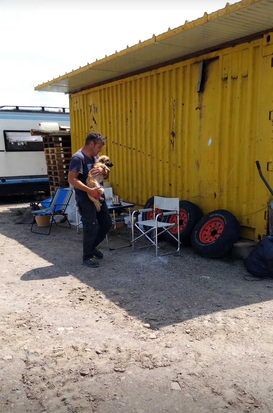 A helper with dogs beside the yellow container.