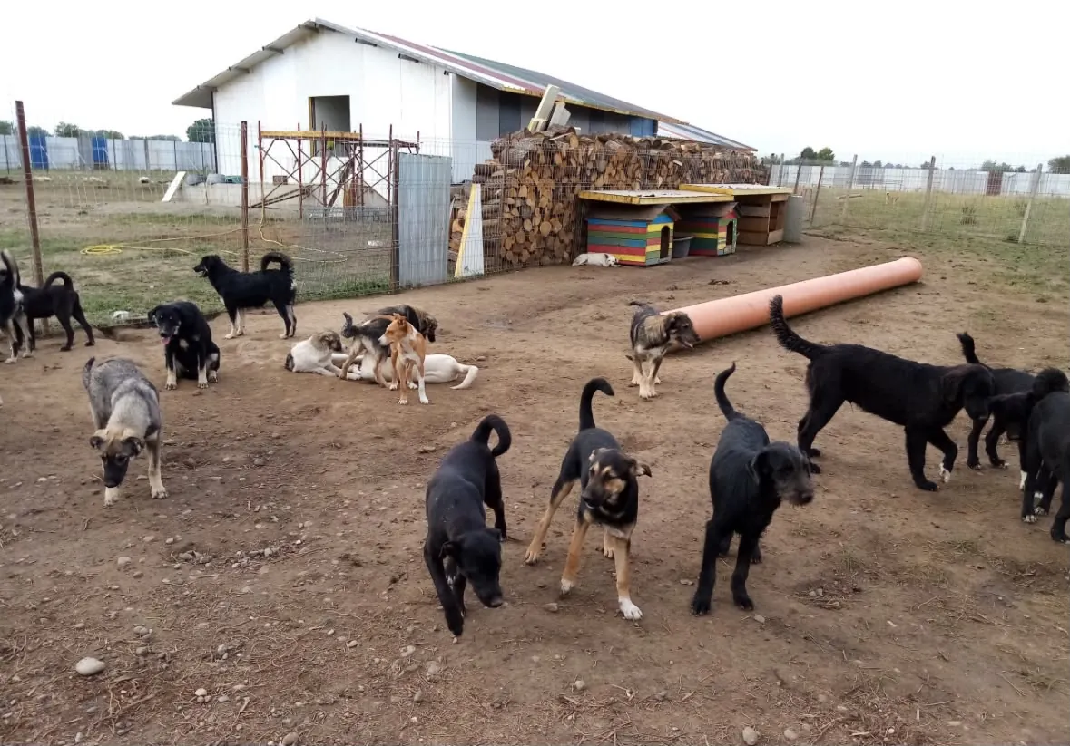 The yard with firewood stacked by the building and dogs everywhere.