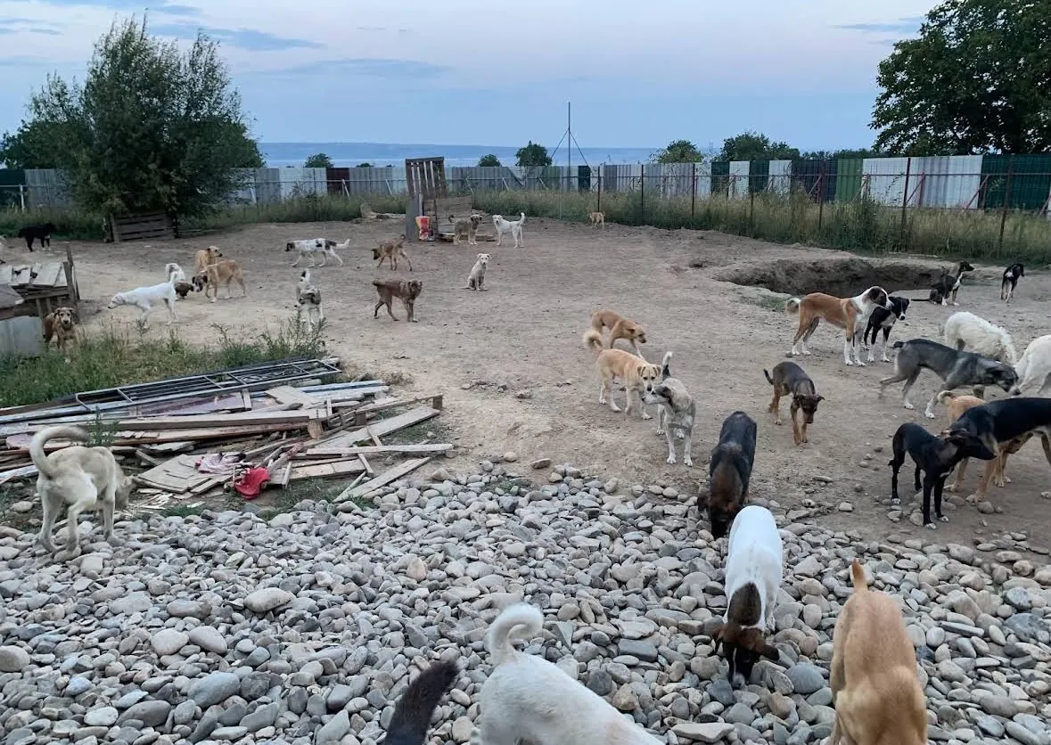 A fenced gravel yard full of dogs.