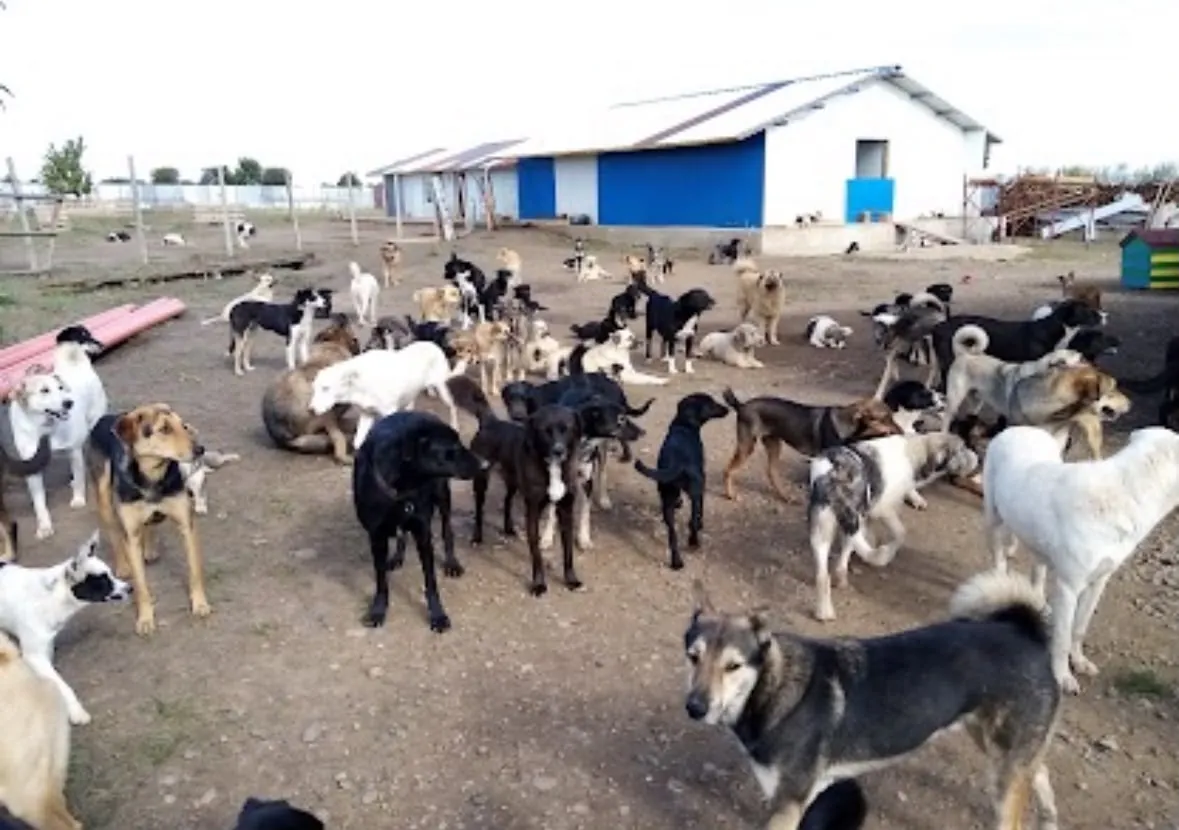A big pack of dogs in the yard in front of the blue building.