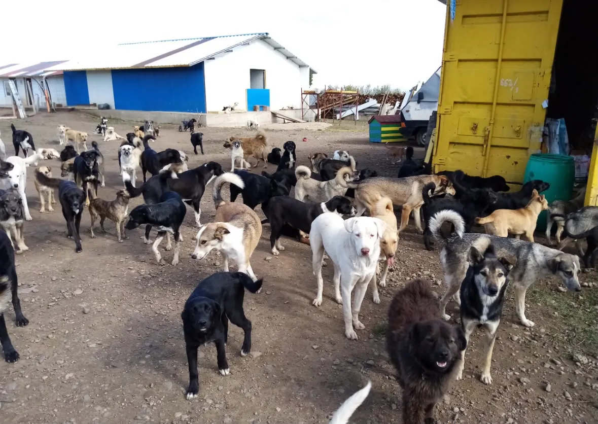 Dozens of dogs crowding towards the camera in the yard.