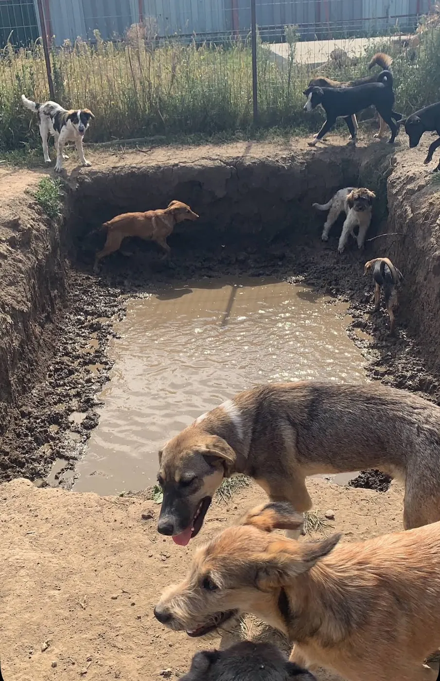 Young dogs playing in a muddy pit.